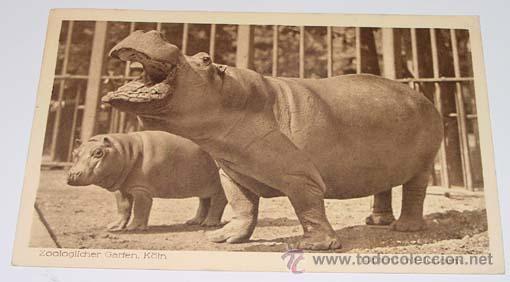 Cartes Postales: ANTIGUA POSTAL DE UN HIPOPOAMO CON SU CRIA EN EL ZOOLOGICO GARFEN K&Ouml;LN - CIRCULADA.