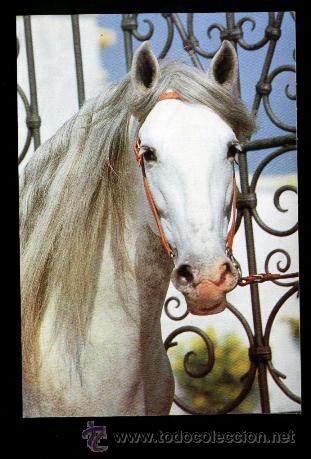 Postales: POSTAL DE UN CABALLO - Foto 1