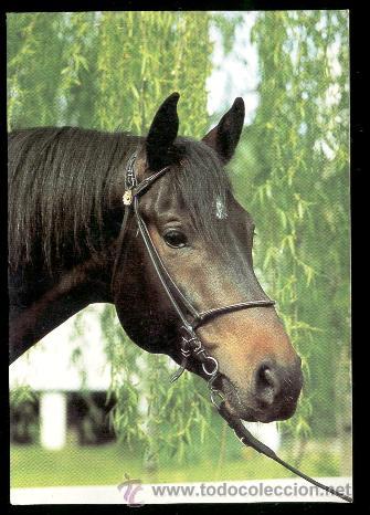 Postales: POSTAL CABALLO - Foto 1