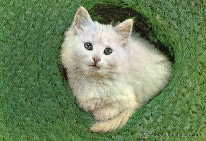 Postales: ANTIGUA postal de un gato - Foto 1