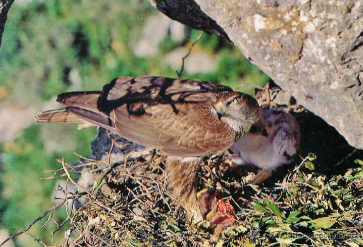 Postcards: postal - aguila perdicera - parque sierras subbeticas - fot. j.rodriguez -ed. egmasa -a&ntilde;o 2000