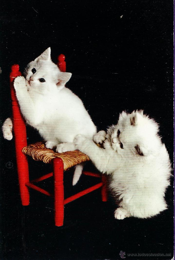 Postkarten: postal - gatos juguetones / gato - n&ordm; 248 - ed. reni - nueva - a&ntilde;o 1970 -
