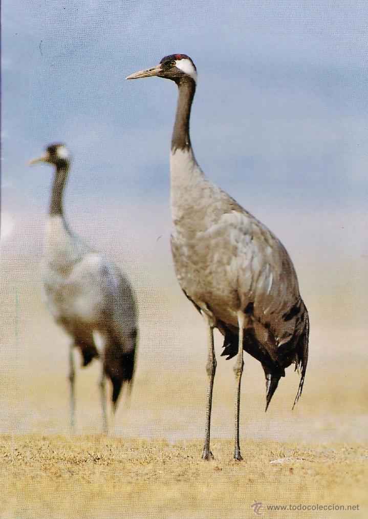Postcards: postal - grulla comun - fot. j.l. rodriguez - ed. fondo natural - nueva - a&ntilde;o 1997 -