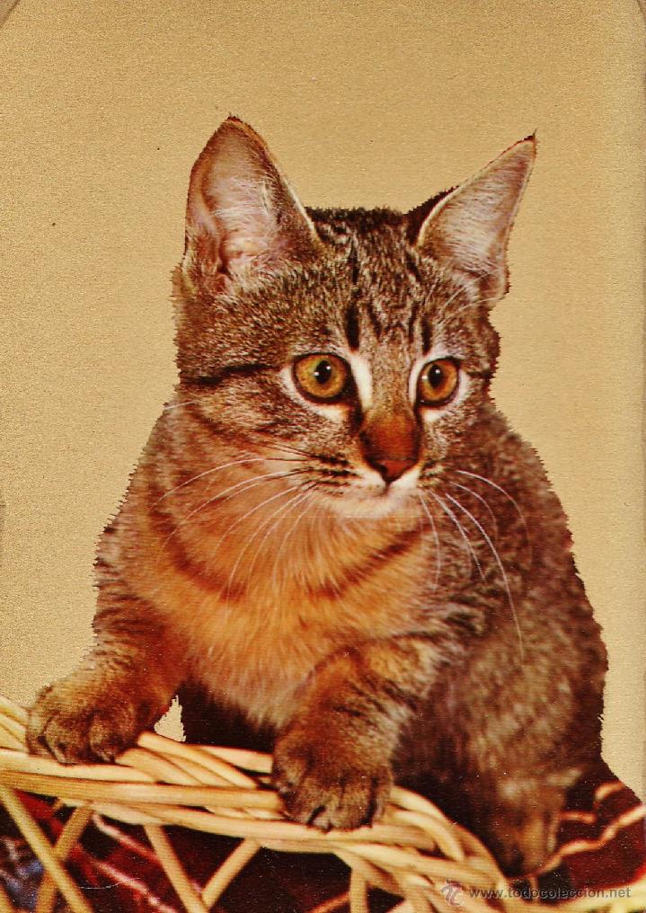 Postkarten: postal - gato / gatos - n&ordm; 886 - ed. cecami / italia - nueva - a&ntilde;os 60 -