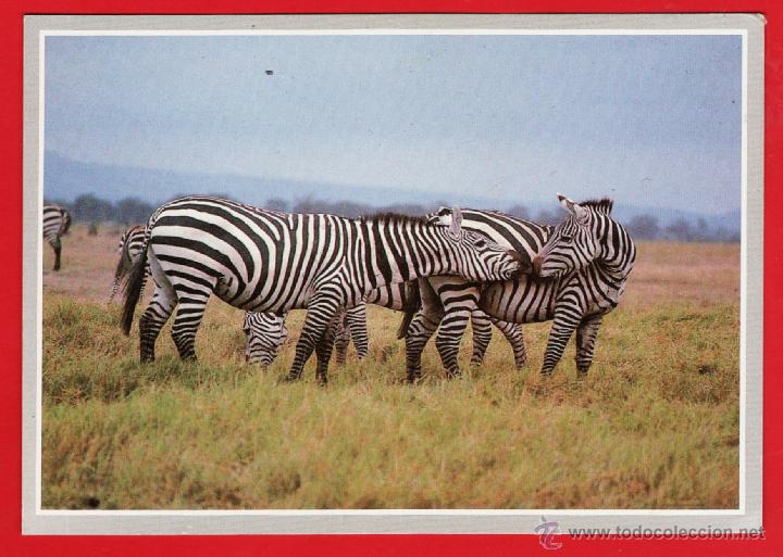 Postcards: postal - animales africa n&ordm; 8 - zebra - fot. anup / manoj shan - kenya - nueva - a&ntilde;os 70