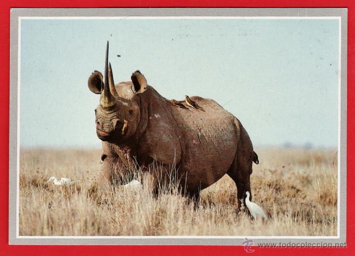 Postcards: postal - animales africa n&ordm; 1 - rinoceronte - fot. anup / manoj shan - kenya - nueva -a&ntilde;os 70