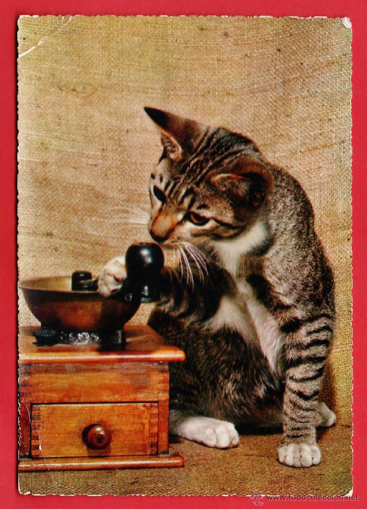 Postkarten: postal - gato con molinillo - n&ordm; 869 - ed. cecami / italia - escrita - a&ntilde;os 60 / 70