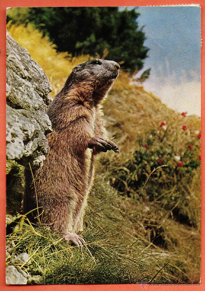 Postcards: postal - marmota - n&ordm; 29 - edicion suiza - escrita - a&ntilde;os 70