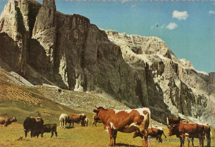 Postales: postal - vacas en las monta&ntilde;as - n&ordm; 3017 - ed. ancora - escrita - a&ntilde;os 50