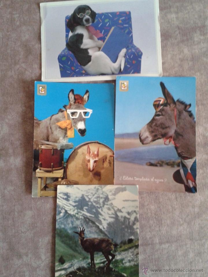 Postcards: 4 POSTALES DE ANIMALES. EN COLOR A&Ntilde;OS 70