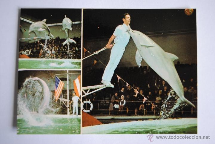 Postales: POSTAL FLORIDA DELFIN SHOW. SIN CIRCULAR - Foto 1