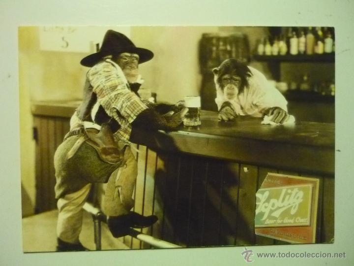 Postcards: POSTAL CHIMPANCES VAQUEROS EN EL BAR -ESCRITA