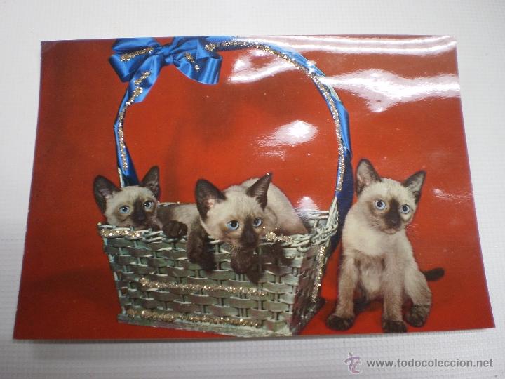 Postcards: POSTAL -GATOS-VINTAGE-C Y Z -6606-CON PURPURINA-SIN CIRCULAR -50488