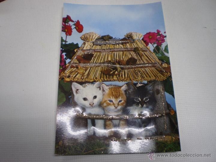 Postcards: POSTAL -GATOS-VINTAGE-C Y Z -6851-CON PURPURINA-SIN CIRCULAR -50488.