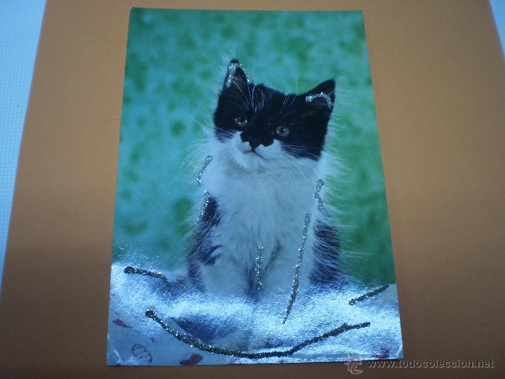 Postcards: POSTAL -GATO-VINTAGE-C Y Z -6668-CON PURPURINA-SIN CIRCULAR -50488.