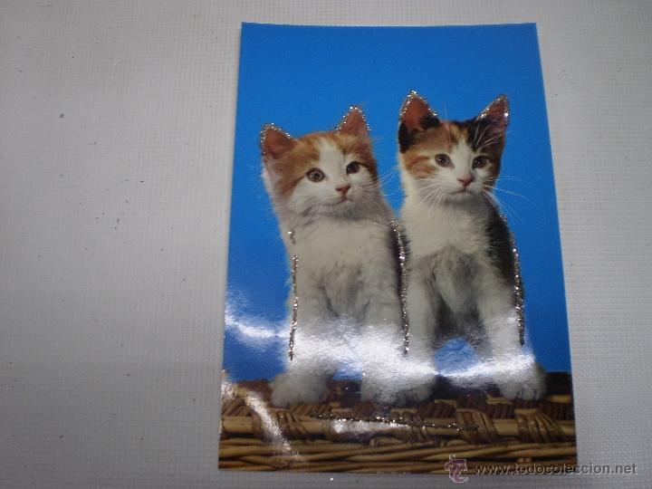 Postcards: POSTAL -GATOS-VINTAGE-C Y Z -6606-CON PURPURINA-SIN CIRCULAR -50488.
