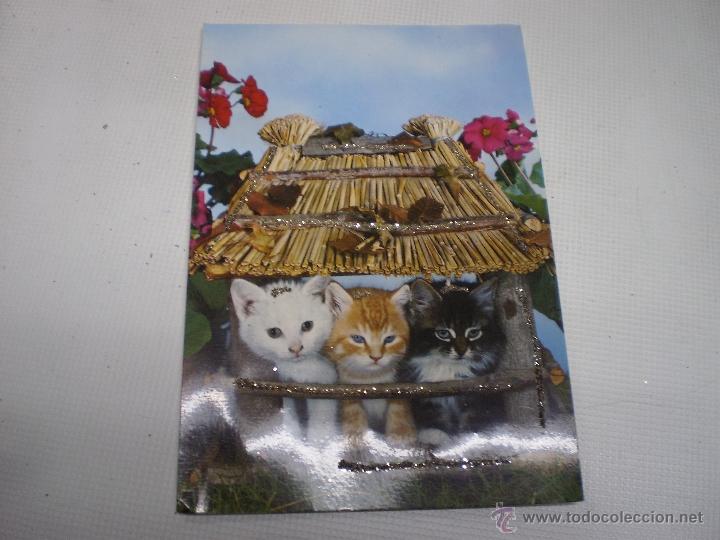 Postcards: POSTAL -GATOS-VINTAGE-C Y Z -6851-CON PURPURINA-SIN CIRCULAR -50488.
