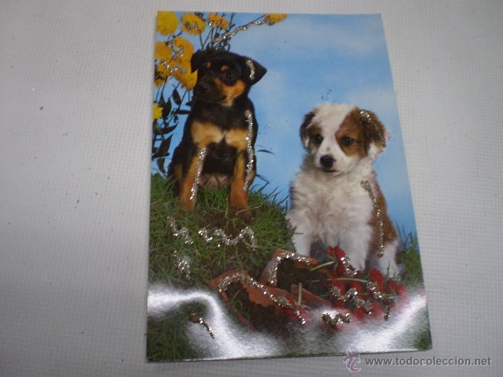 Postcards: POSTAL -PERROS-VINTAGE-C Y Z -6953-CON PURPURINA-SIN CIRCULAR -50488.
