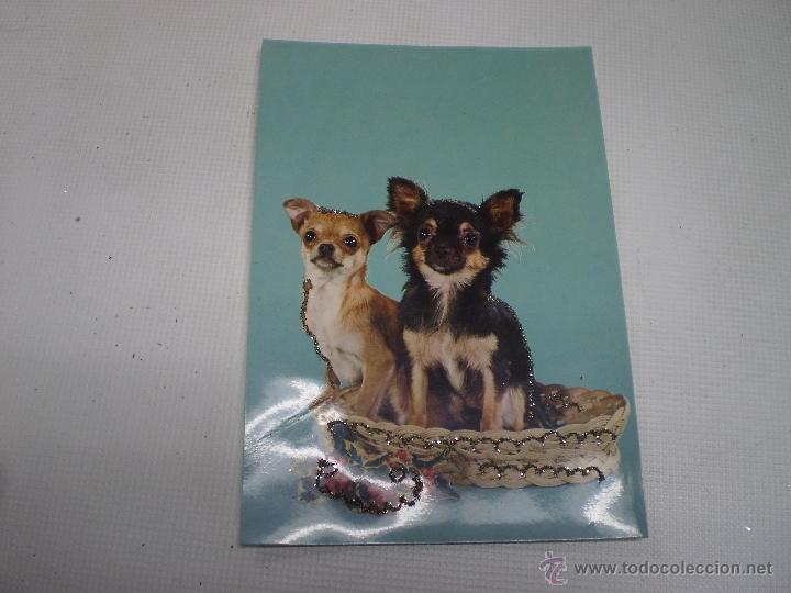 Postcards: POSTAL -PERROS-VINTAGE-C Y Z -6847-CON PURPURINA-SIN CIRCULAR -50488