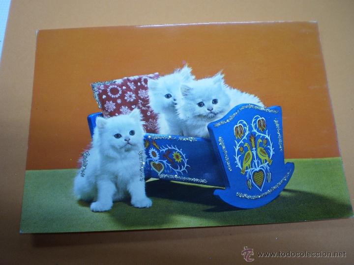Postais: POSTAL -GATOS-VINTAGE-C Y Z -6606-CON PURPURINA-SIN CIRCULAR -50488