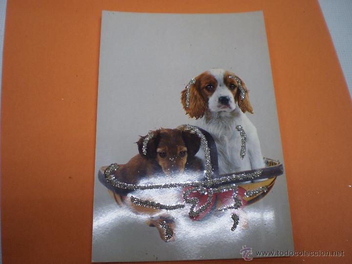 Postais: POSTAL -PERROS-VINTAGE-C Y Z -6847-CON PURPURINA-SIN CIRCULAR -50488