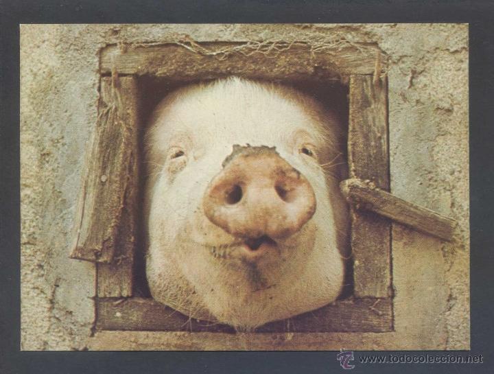 Postais: Foto *Simon Gudgeon* T&iacute;tulo *Pig Face* Ed. Athena n&ordm; 9160. Nueva.