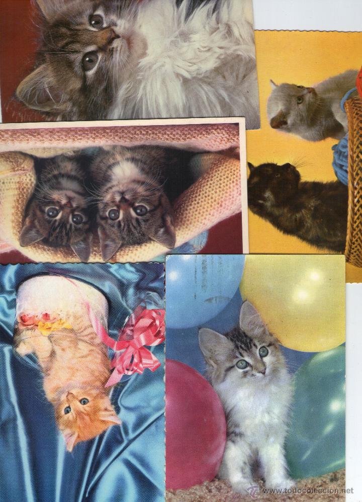 Postais: GATOS  LOTE