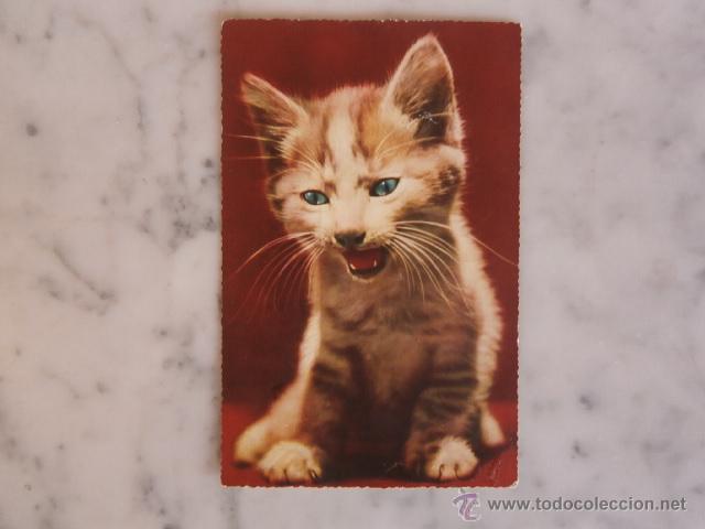 Postales: ANTIGUA,ROMANTICA Y CARI&Ntilde;OSA POSTAL-GATITO-GATO-FAUNA