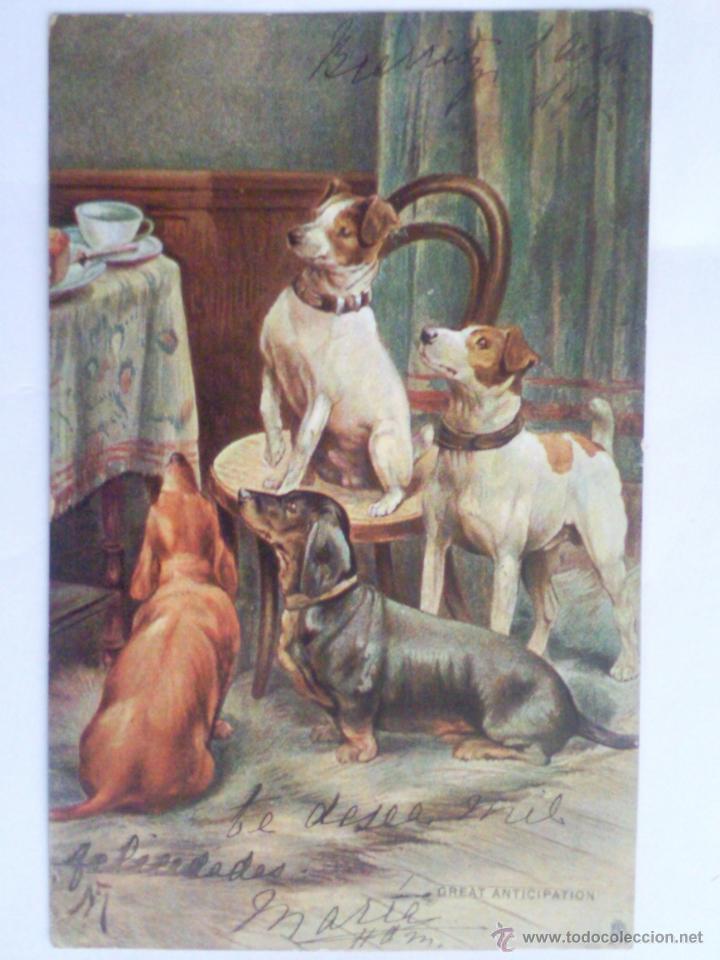 Postais: ANTIGUA POSTAL GRUPO DE PERROS, SELLADA 1908