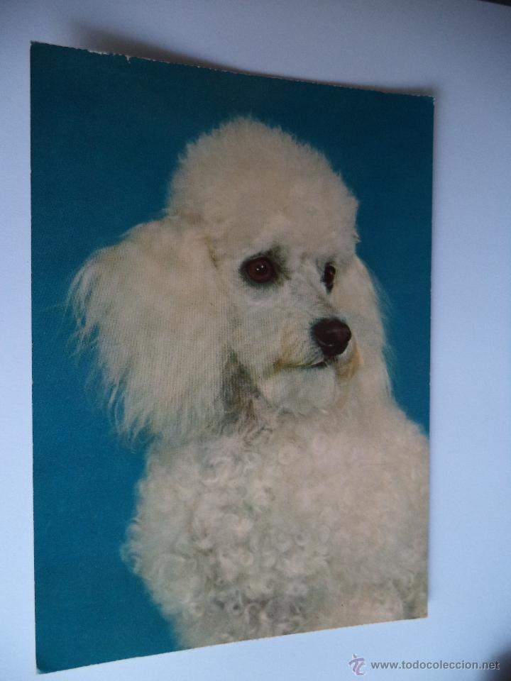 Postais: Postal de perro