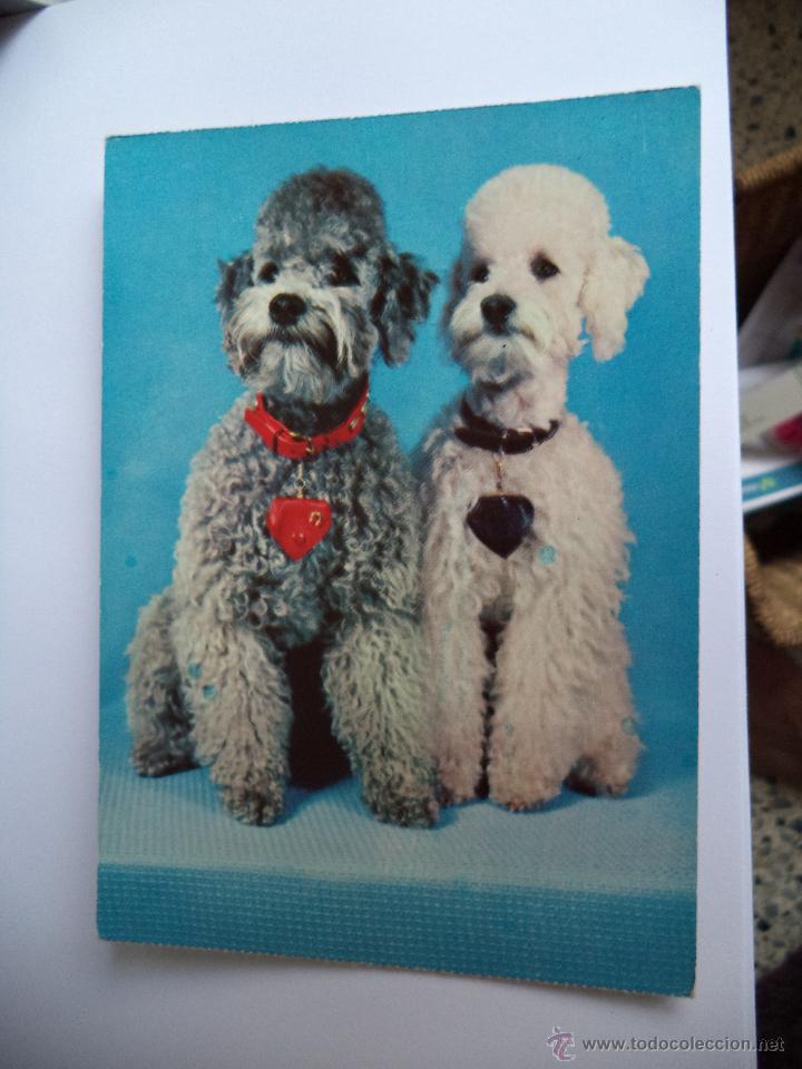 Postais: Postal de perro