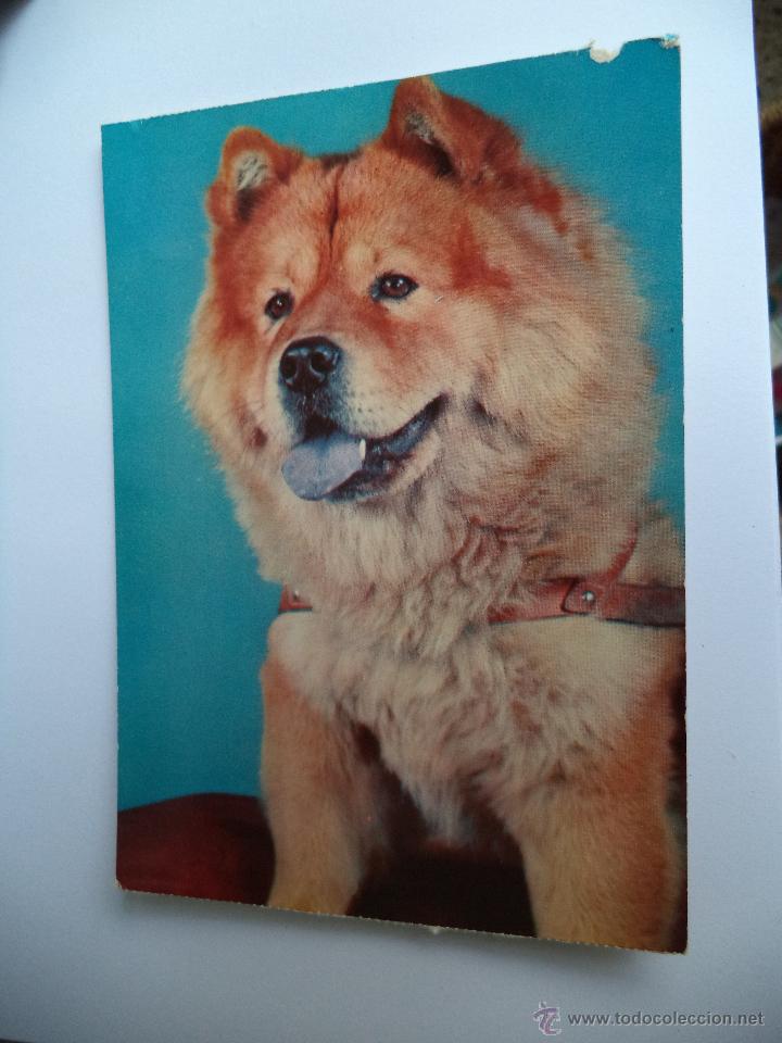 Postais: Postal de perro