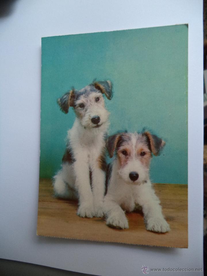 Postais: Postal de perro