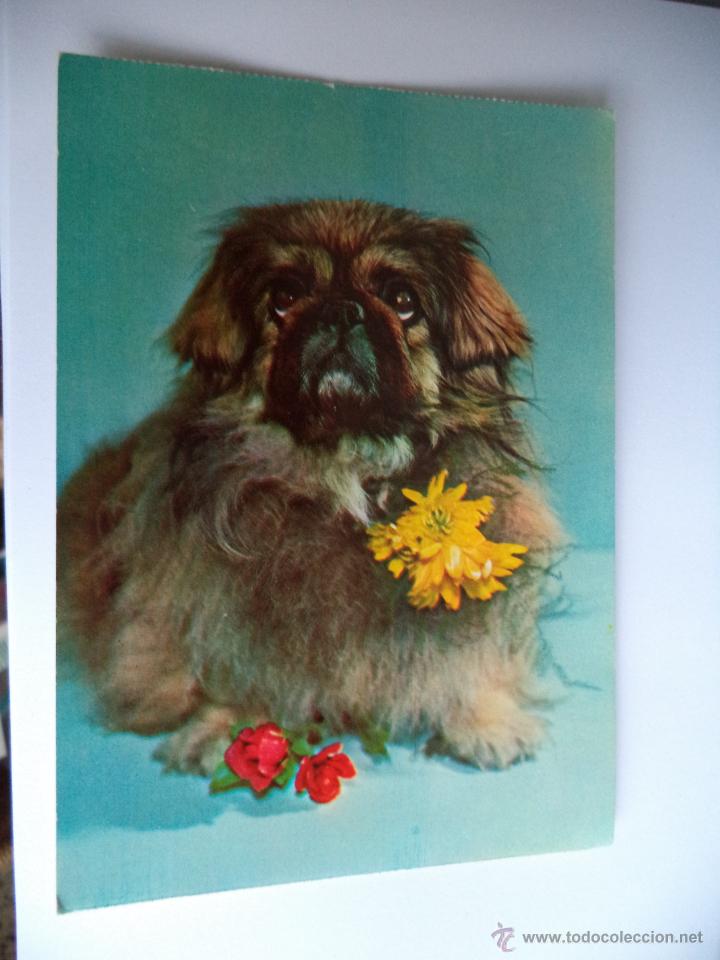 Postais: Postal de perro