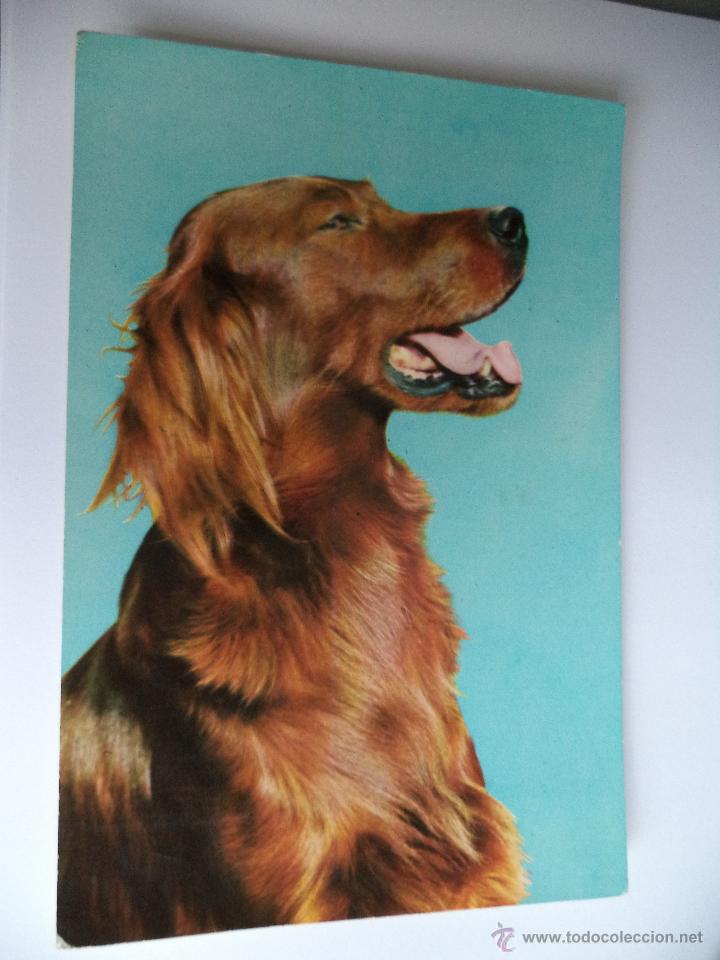 Postais: Postal de perro