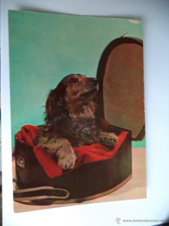 Postais: Postal de perro