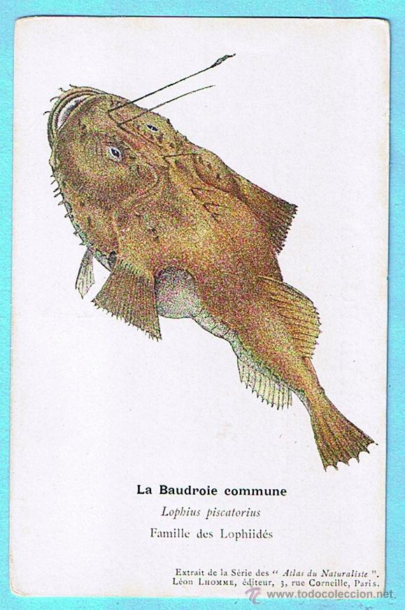Cartes Postales: LA BAUDROIE COMMUNE (RAPE COM&Uacute;N). ATLAS DU NATURALISTE, LEON LHOMME EDITEUR