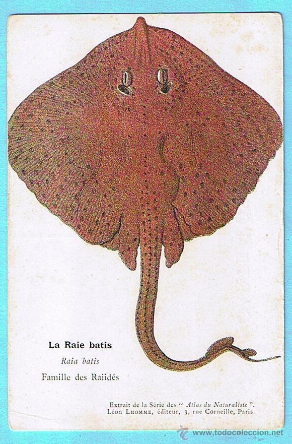 Cartes Postales: LA RAIE BATIS (RAYA COM&Uacute;N). ATLAS DU NATURALISTE, LEON LHOMME EDITEUR