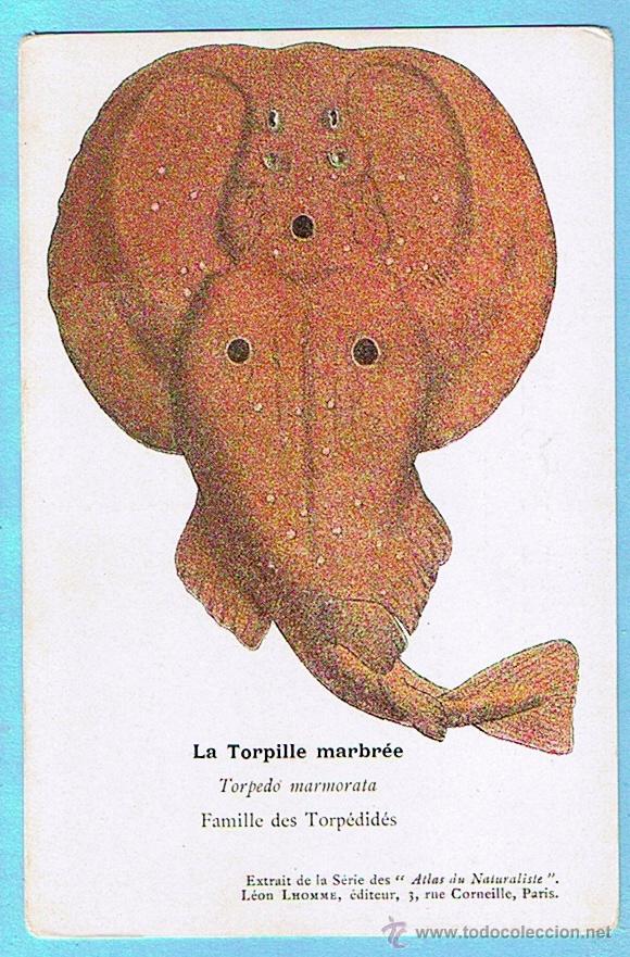 Cartes Postales: LA TORPILLE MARBREE (RAYA TORPEDO O TEMBLADERA). ATLAS DU NATURALISTE, LEON LHOMME EDITEUR