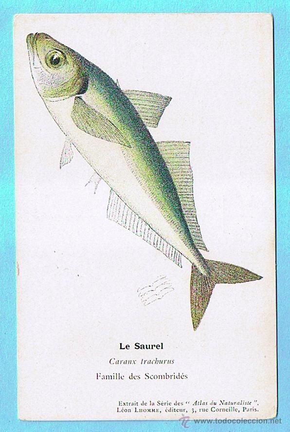 Postais: LE SEUREL (JUREL). ATLAS DU NATURALISTE, LEON LHOMME EDITEUR