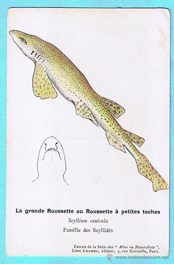 Cartes Postales: LA GRANDE ROUSSETTE (PINTARROJA). ATLAS DU NATURALISTE, LEON LHOMME EDITEUR