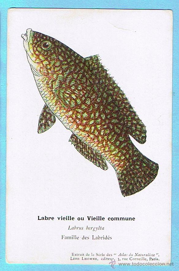 Cartes Postales: LABRE VIEILLE (DURDO). ATLAS DU NATURALISTE, LEON LHOMME EDITEUR