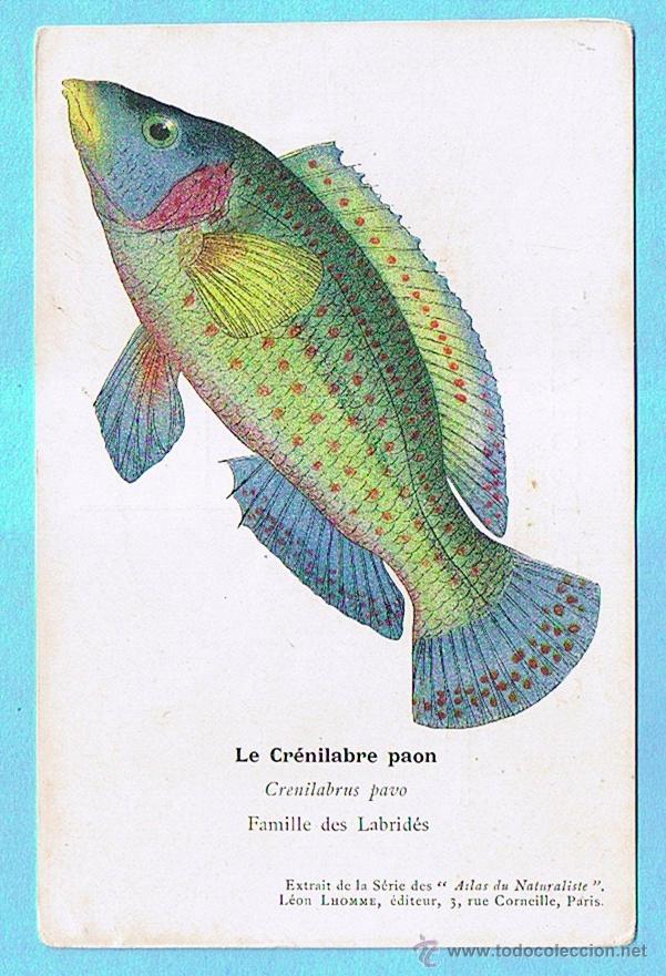 Cartes Postales: LE CRENILABRE PAON (CRENILABRO PAVO). ATLAS DU NATURALISTE, LEON LHOMME EDITEUR