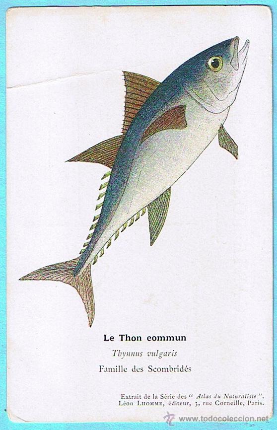 Postais: LE THON COMMUN (ATUN COMUN). ATLAS DU NATURALISTE, LEON LHOMME EDITEUR