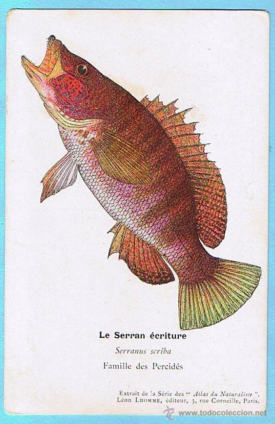 Cartes Postales: LE SERRAIN ECRITURE (SERRANO ESCRIBA) ATLAS DU NATURALISTE, LEON LHOMME EDITEUR