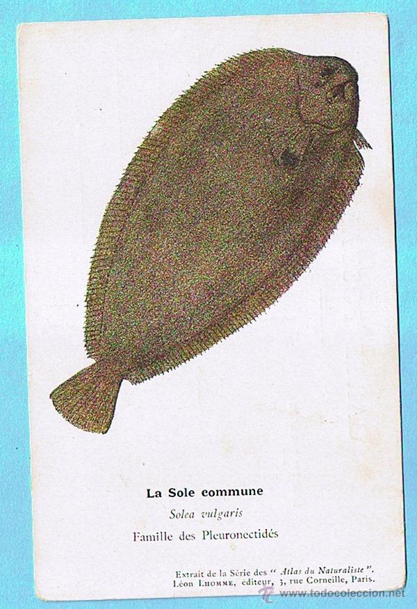 Postcards: LA SOLE COMMUNE (LENGUADO COMUN) ATLAS DU NATURALISTE, LEON LHOMME EDITEUR