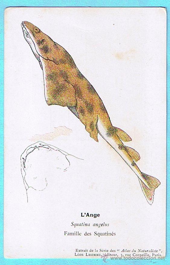 Postcards: L'ANGE (ANGELOTE) ATLAS DU NATURALISTE, LEON LHOMME EDITEUR