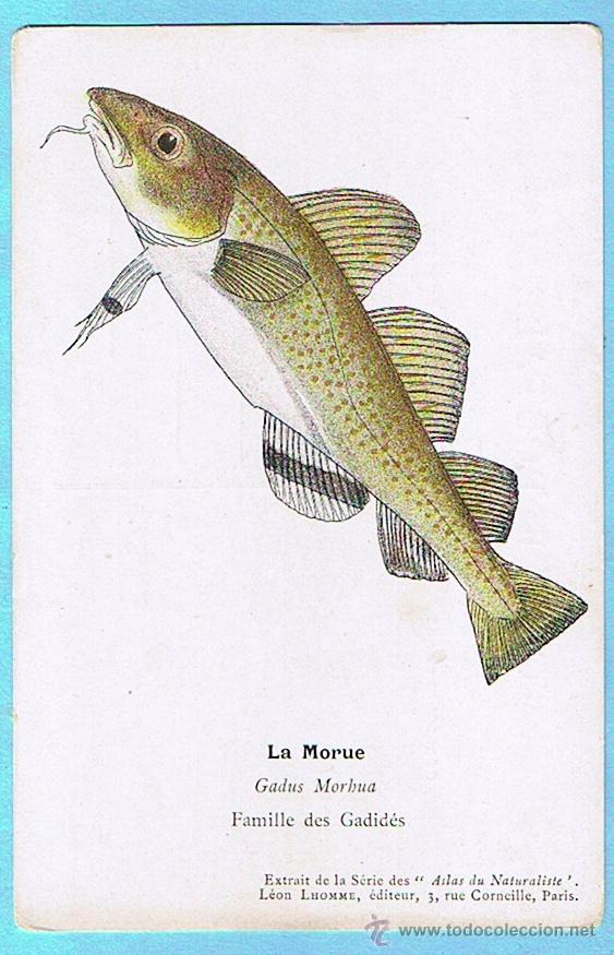 Postcards: LA MORUE (BACALAO COMUN) ATLAS DU NATURALISTE, LEON LHOMME EDITEUR