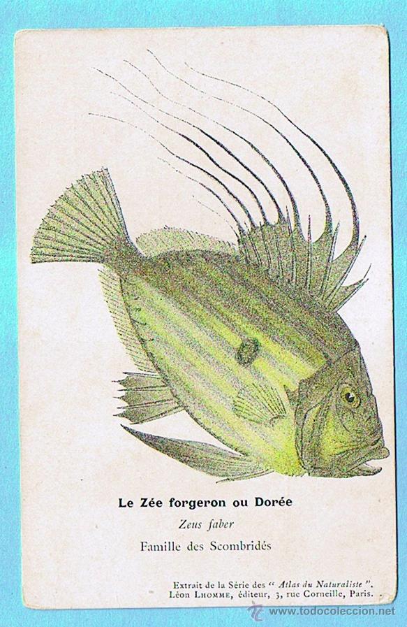 Postais: LE ZEE FORGERON (PEZ DE SAN PEDRO) ATLAS DU NATURALISTE, LEON LHOMME EDITEUR