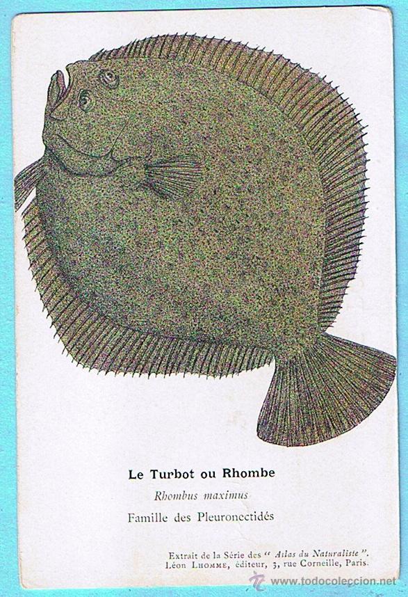 Postais: LE TURBOT (PSETTA MAXIMA) ATLAS DU NATURALISTE, LEON LHOMME EDITEUR